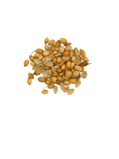 Coriander (S)