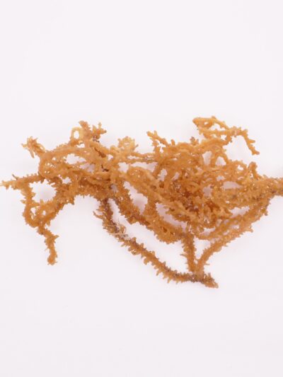 Sea Moss